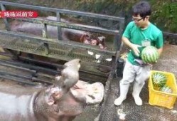 喂驴打一嘴巴子吃瓜娱乐,一场意外的网络狂欢