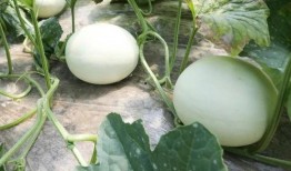 一起吃瓜官网 蘑菇,一起吃瓜官网带你探索美味与营养的完美结合