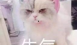 娱乐吃瓜君猫生气歌,萌宠音乐新潮流