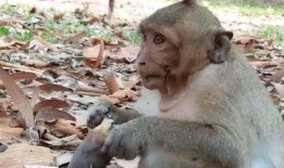 吃瓜长得像猴子的网红,吃瓜达人化身猴王，走红网络！”