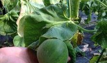 吃瓜论坛有哪些,热门话题与网友热议一览