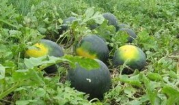 渭南网红吃瓜事件真相